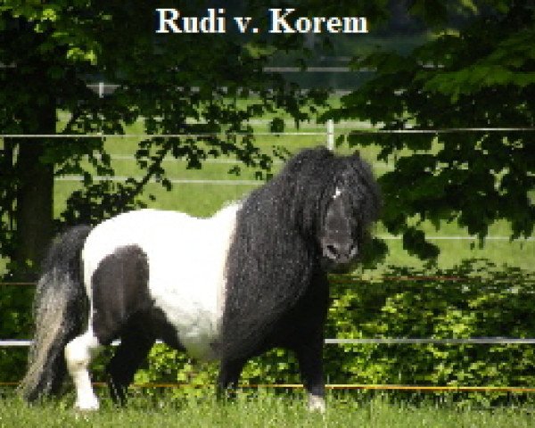 Pferd Rudi von Korem (Shetland Pony (unter 87 cm), 2001, von Gust de Bibiana)