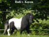 stallion Rudi von Korem (Shetland pony (under 87 cm), 2001, from Gust de Bibiana)