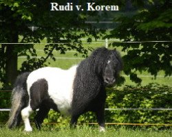 Deckhengst Rudi von Korem (Shetland Pony (unter 87 cm), 2001, von Gust de Bibiana)