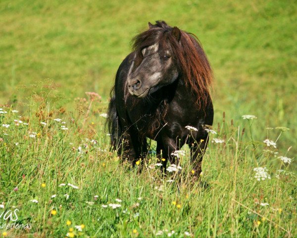 Pferd King's Knight van Odoorn (Shetland Pony (unter 87 cm), 1995, von Birling Snow Knight)