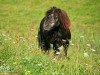 Deckhengst King's Knight van Odoorn (Shetland Pony (unter 87 cm), 1995, von Birling Snow Knight)
