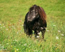 stallion King's Knight van Odoorn (Shetland pony (under 87 cm), 1995, from Birling Snow Knight)