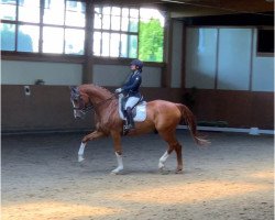 dressage horse Fairytale Fox (Oldenburg, 2007, from Florencio I)