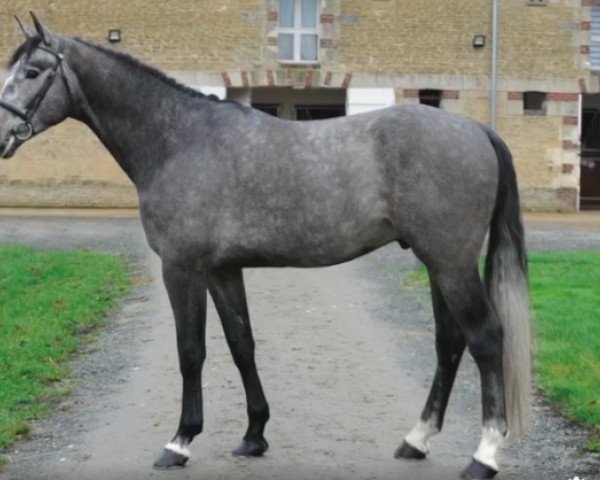 stallion Garou des Forets (Selle Français, 2016, from Cornet Obolensky)