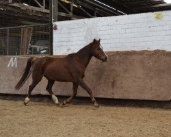 broodmare Holsteins Jessira (German Riding Pony, 2005, from Barrichello)