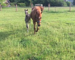 broodmare Contess (German Riding Pony, 2001, from Champus)