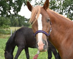 dressage horse Dagobert (Deutsches Reitpony, 2018, from Dance Star AT)