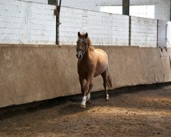 broodmare Holsteins Jata (German Riding Pony, 2008, from Barrichello)