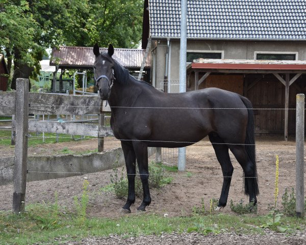 broodmare Evita 381 (Oldenburg, 2007, from Lorenzio 2)