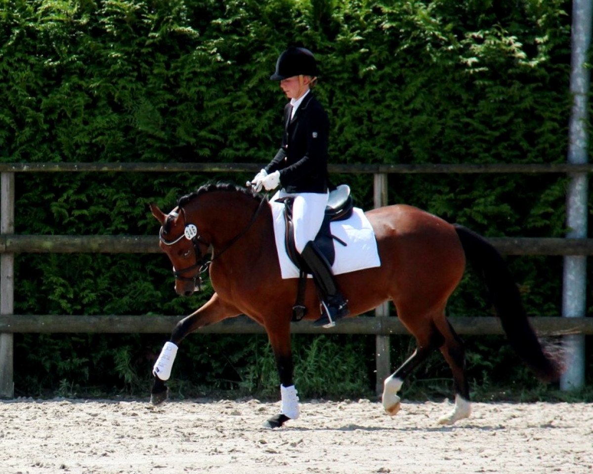broodmare Devi 6 (Rhinelander, 2011, from FS Don't Worry)