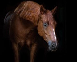 dressage horse Disney Boy (German Riding Pony, 2013, from Danny Gold)