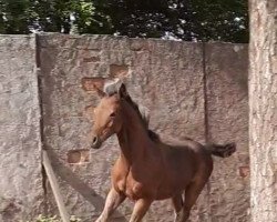 Dressurpferd Dazzling Rufus (Deutsches Reitpony, 2020, von D-Power AT)