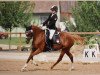 broodmare Beverly MF (German Riding Pony, 2003, from Bavarottie)