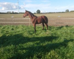 horse Holsteiner Hengstfohlen von Catch (Holsteiner, from Catch)