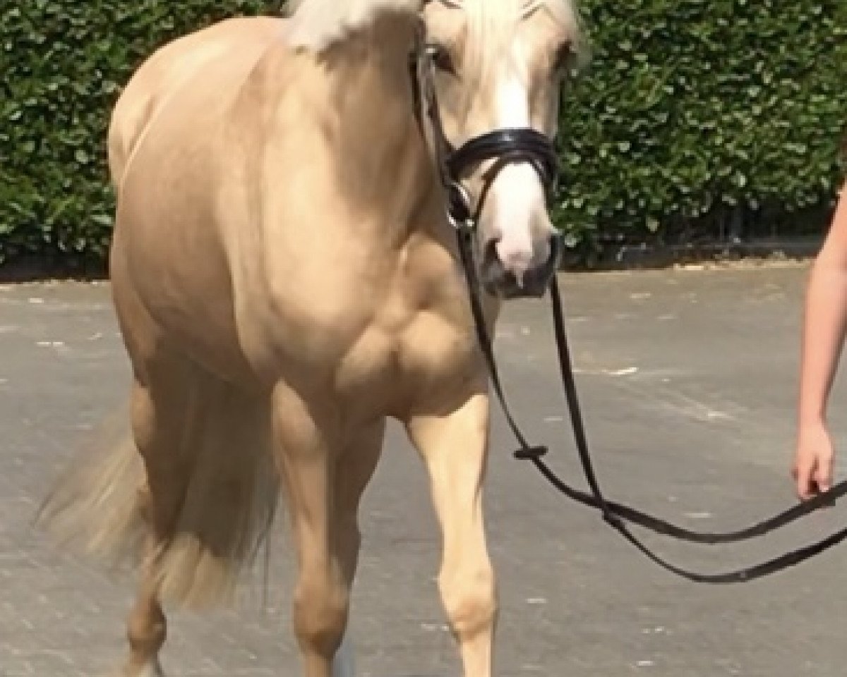 dressage horse Glückskeks 8 (German Riding Pony, 2016, from Golden West NRW)