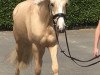 dressage horse Glückskeks 8 (German Riding Pony, 2016, from Golden West NRW)