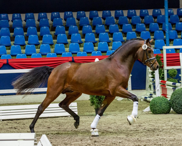 dressage horse Douglas (German Riding Pony, 2018, from D-Power AT)