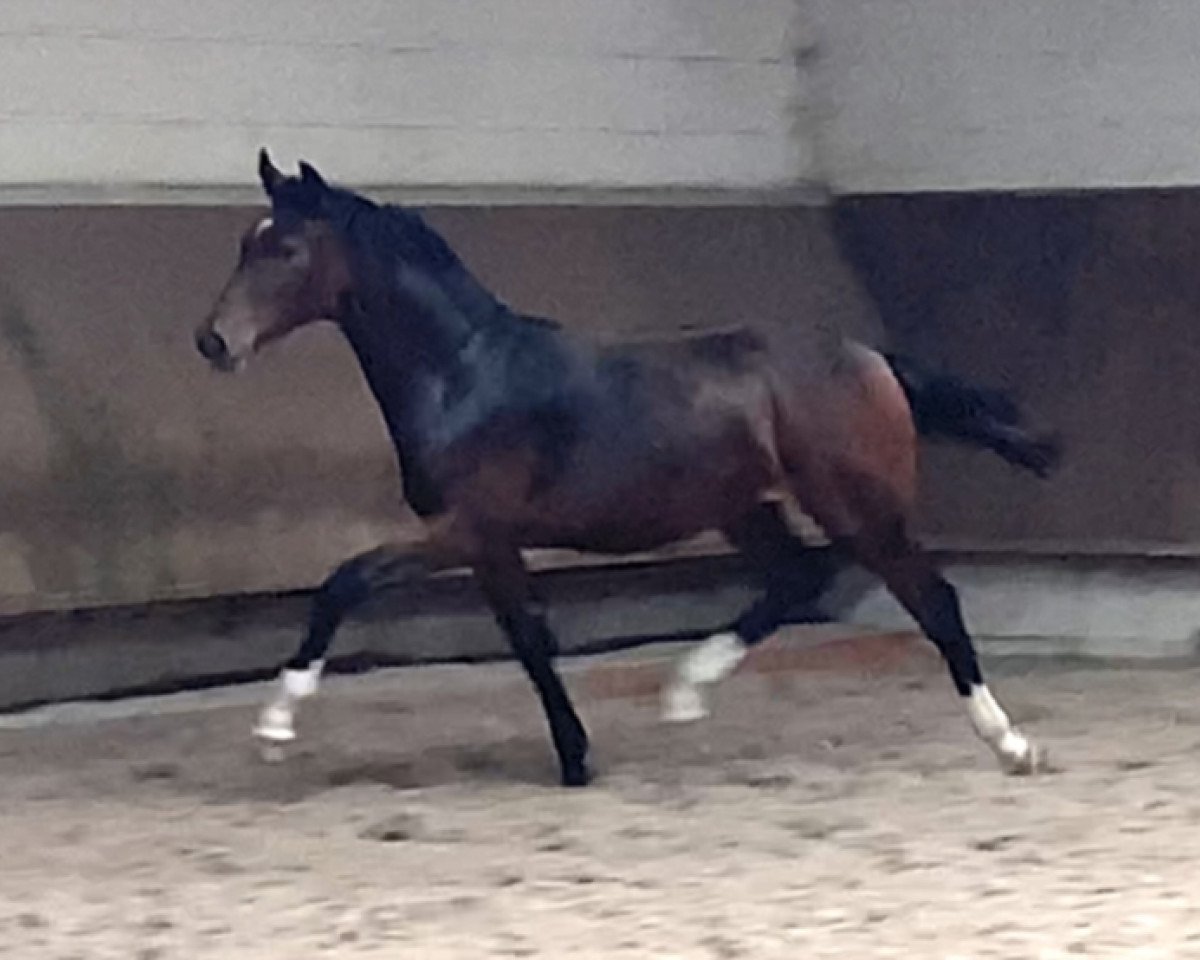 Springpferd Cafe‘s Wilanda (Oldenburger, 2020, von Cafe au lait 2)