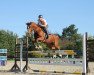 dressage horse Louis von Ludwigsburg (Arab half breed / Partbred, 2008, from Lord Ludwigsburg)