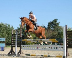 dressage horse Louis von Ludwigsburg (Arab half breed / Partbred, 2008, from Lord Ludwigsburg)