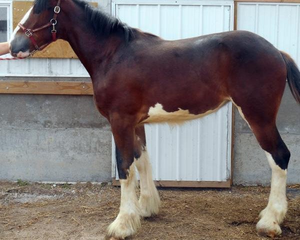 Pferd Rock-N-Hill Miss Pearl (Clydesdale, 2015, von Rock-N-Hill High Rise)