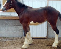 horse Rock-N-Hill Miss Pearl (Clydesdale, 2015, from Rock-N-Hill High Rise)