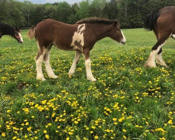 horse Rock-N-Hill Miss Topaz (Clydesdale, 2019, from Rock-N-Hill Romeo)