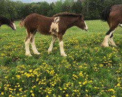 Pferd Rock-N-Hill Miss Topaz (Clydesdale, 2019, von Rock-N-Hill Romeo)