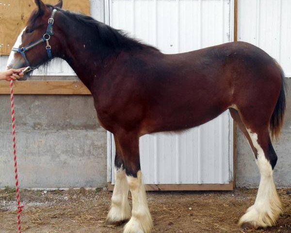 broodmare Rock-N-Hill Miss Paige (Clydesdale, 2015, from 2S Above All's Kaptain Kade)