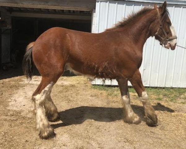 Pferd Rock-N-Hill Thor (Clydesdale, 2019, von 2S Above All's Kaptain Kade)