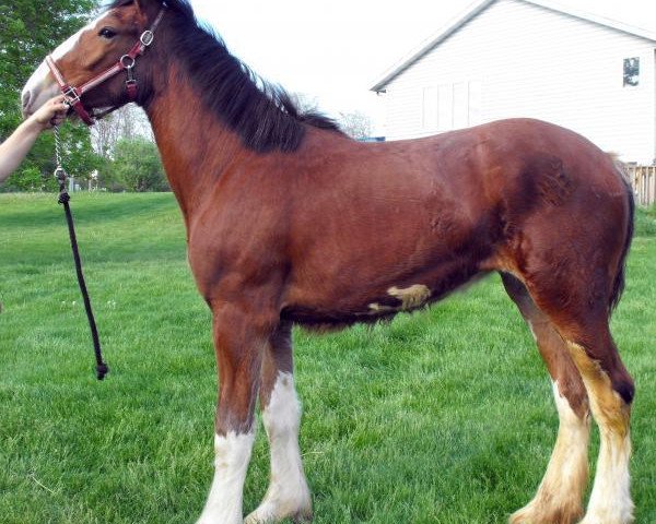 Zuchtstute Rock-N-Hill Miss Olivia (Clydesdale, 2014, von Rock-N-Hill High Rise)