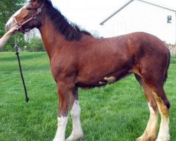 broodmare Rock-N-Hill Miss Olivia (Clydesdale, 2014, from Rock-N-Hill High Rise)