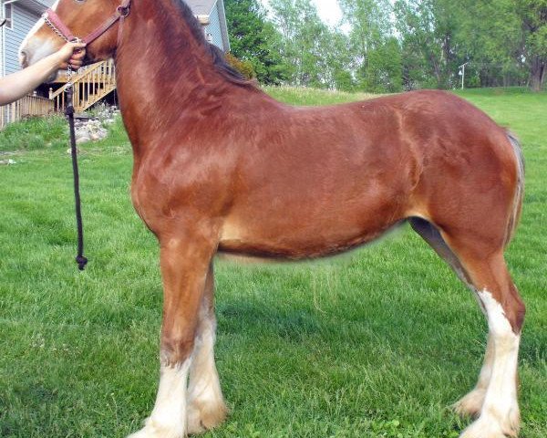 horse Rock-N-Hill Miss Olive (Clydesdale, 2014, from Rock-N-Hill High Rise)