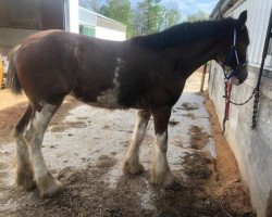 horse Rock-N-Hill Miss Tasha (Clydesdale, 2019, from 2S Above All's Kaptain Kade)