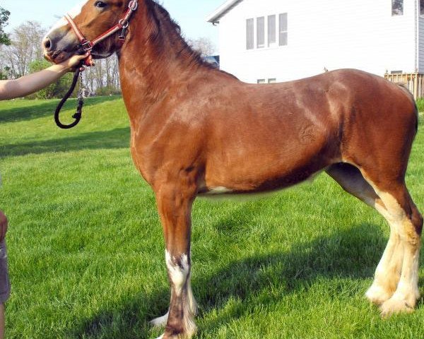 Zuchtstute Rock-N-Hill Miss Octavia (Clydesdale, 2014, von Rock-N-Hill High Rise)