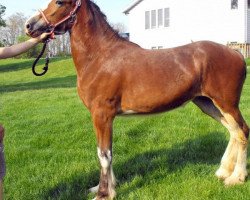 broodmare Rock-N-Hill Miss Octavia (Clydesdale, 2014, from Rock-N-Hill High Rise)