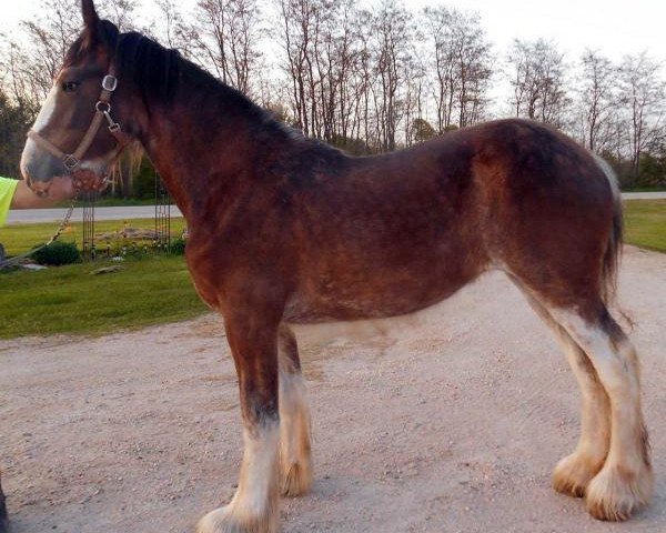 Pferd Rock-N-Hill Miss Natasha (Clydesdale, 2013, von Maple Stone Reflection)