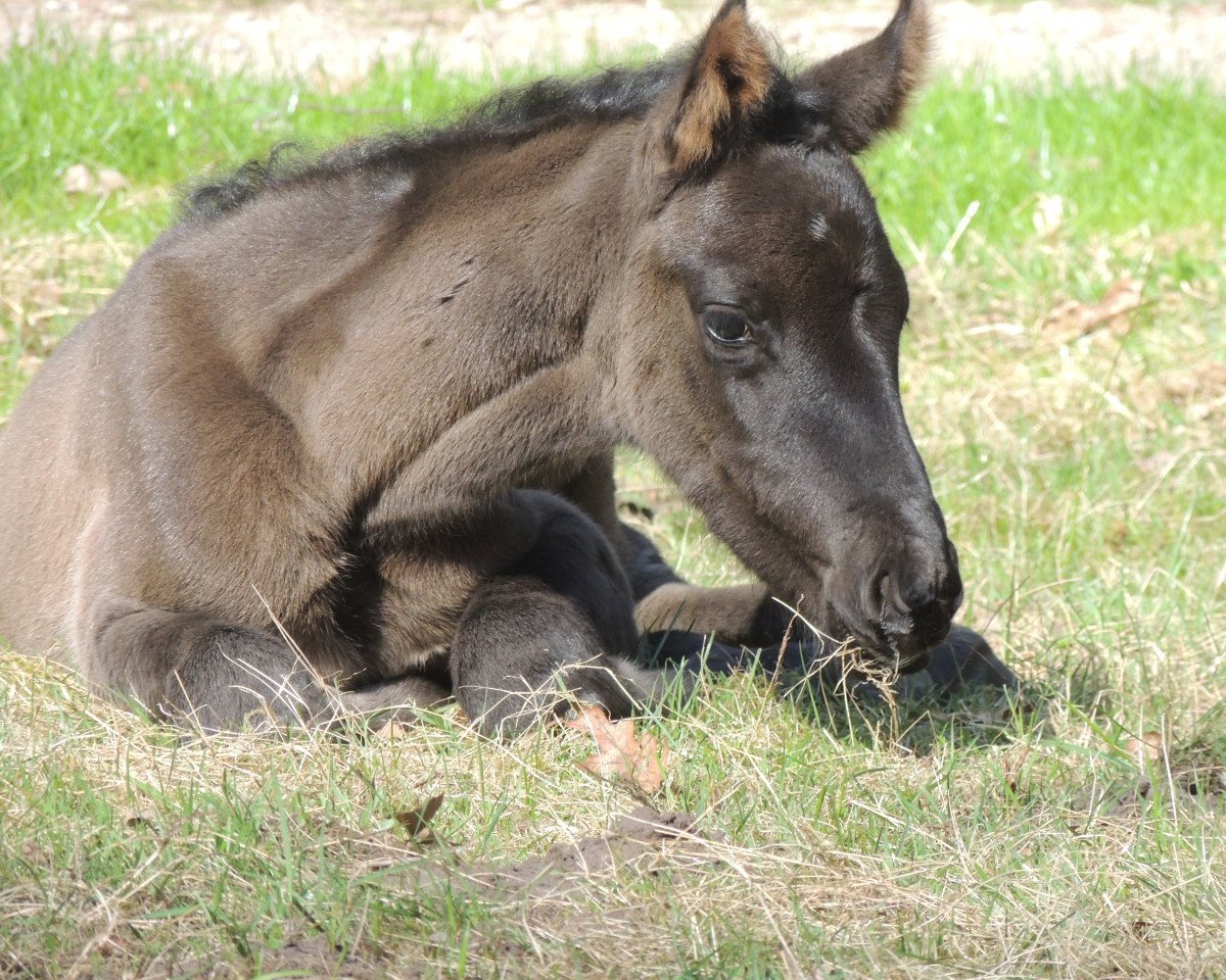 broodmare Winnipeg (Hanoverian, 1999, from Weltruhm)