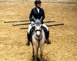 jumper Tullycommons Polly (Connemara Pony, 2004, from Castleside Carrig)