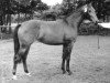 broodmare Carelda (KWPN (Royal Dutch Sporthorse), 1984, from Akteur)