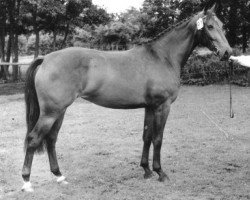 broodmare Carelda (KWPN (Royal Dutch Sporthorse), 1984, from Akteur)