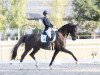 dressage horse Dynastie 107 (Württemberger, 2010, from Don Diamond)