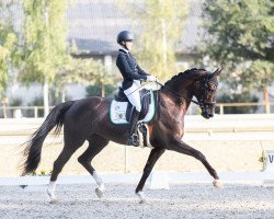 dressage horse Dynastie 107 (Württemberger, 2010, from Don Diamond)