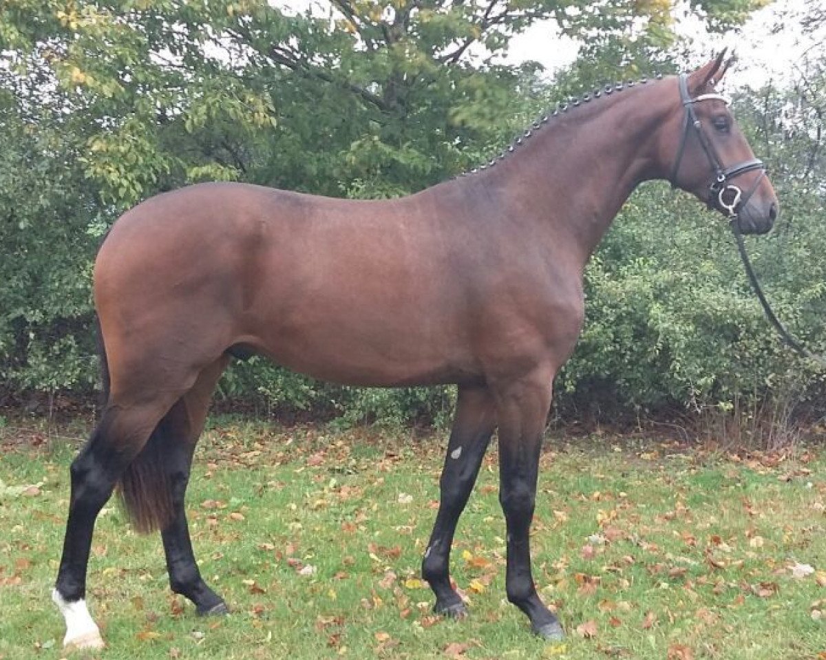 dressage horse Fino Royal Sp (Oldenburg, 2015, from Nymphenburg's First Ampere)