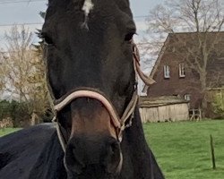 broodmare Rosiana (Hanoverian, 2001, from Rotspon)