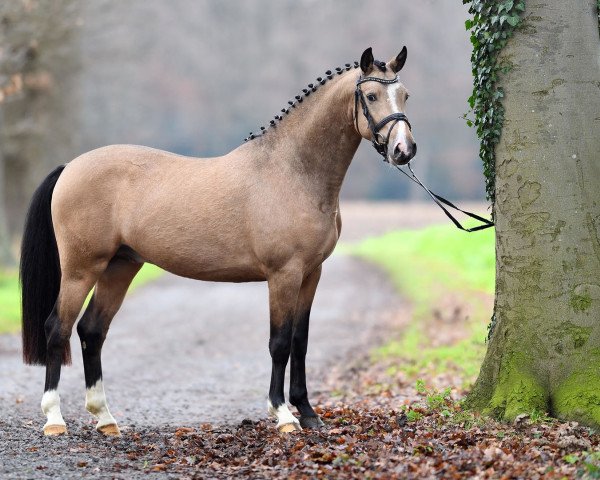 stallion Magic Colour WE (German Riding Pony, 2014, from The Braes My Mobility)