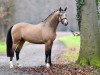 stallion Magic Colour WE (German Riding Pony, 2014, from The Braes My Mobility)