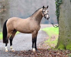 stallion Magic Colour WE (German Riding Pony, 2014, from The Braes My Mobility)