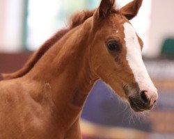 horse Damira (Deutsches Reitpony, 2020, from Dallmayr K)