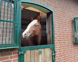 stallion Nero (German Riding Pony, 2018, from Fs Numero Uno)